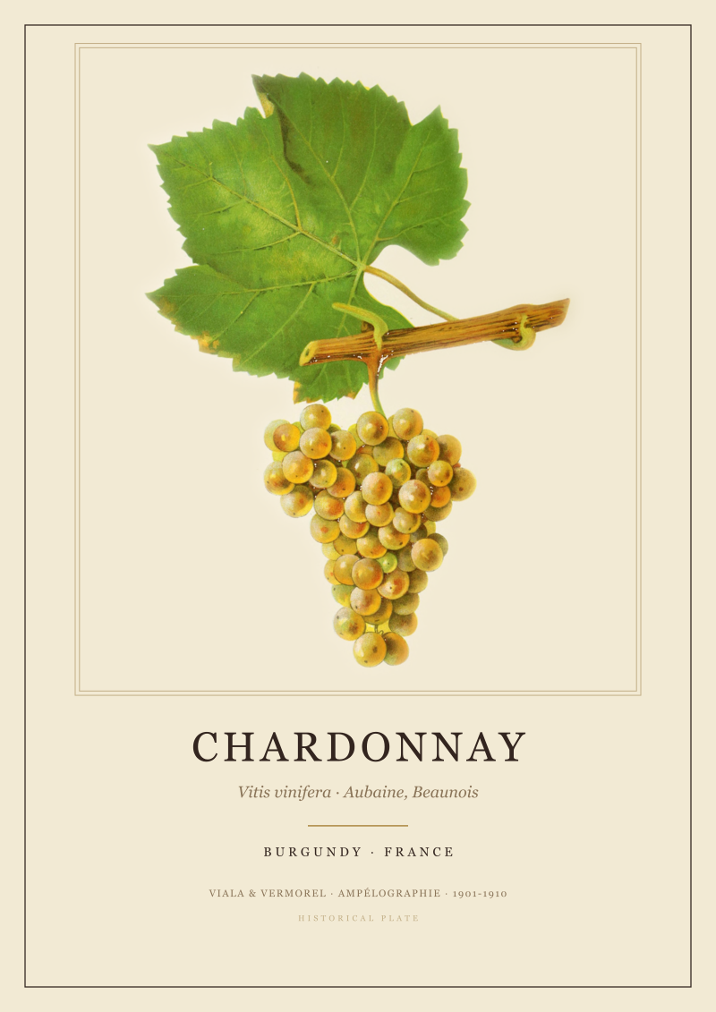 Chardonnay