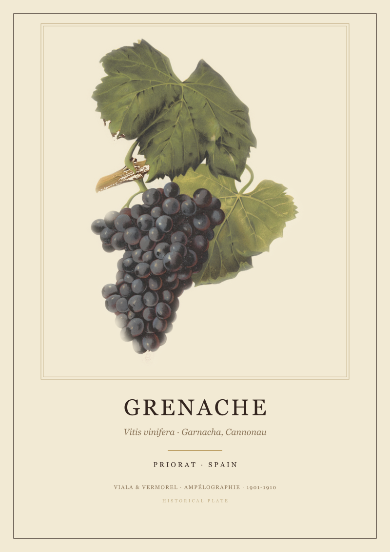 Grenache