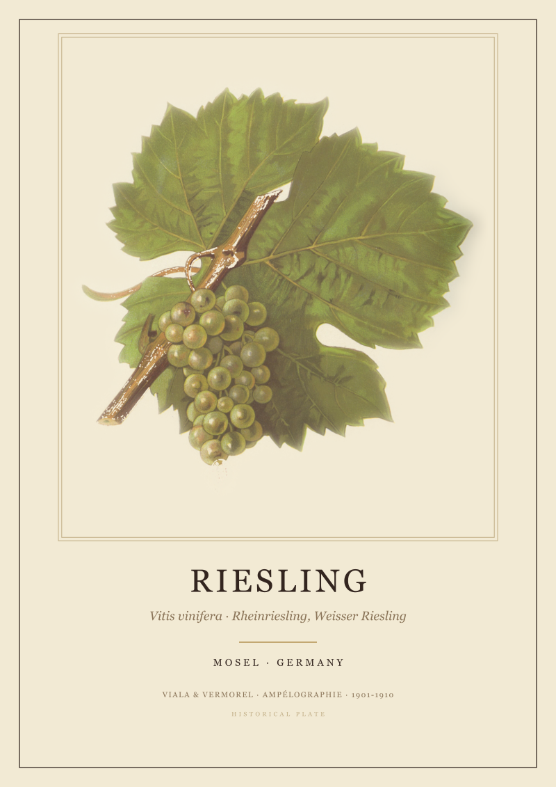 Riesling