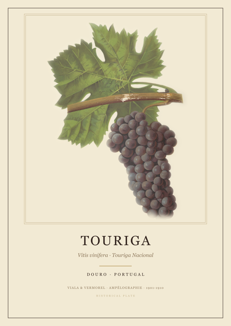Touriga